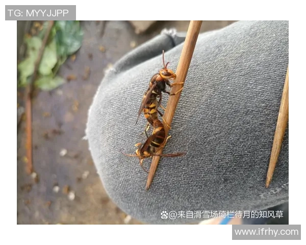 黄蜂生态与行为研究：探索黄蜂在自然界中的角色与生存智慧
